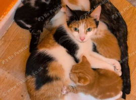Kittens looking for forever home