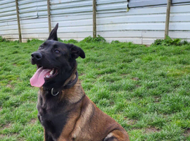 9 month old Belgian malinois