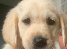 Goldador puppies