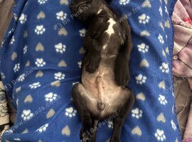 Puppy cockerjack