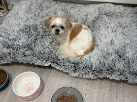 Puppy Shih Tzu wanted male