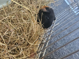 3 female guinea pigs