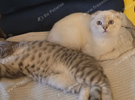 Silver spotted Scottish kittens