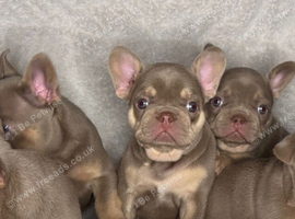 New Shade KC Registered French Bulldog Puppies