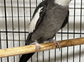 Nice cock bird