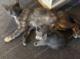 Beautifull kittens