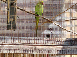 Green ringneck looking new home