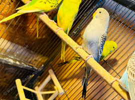 Young and Adult budgies