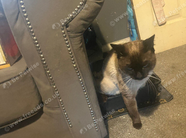 Simease cat