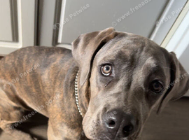 Female Cane Corso