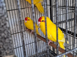Kakarikies