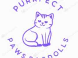Cat & Dog microchipping in Doncaster