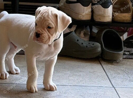 Gorgeous Boxer Puppies Looking for Loving Forever Homes