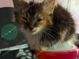 Stunning Calico kitten.