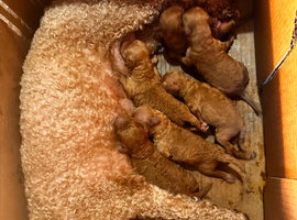 READY TO LEAVE Kc registered red Toy poodles