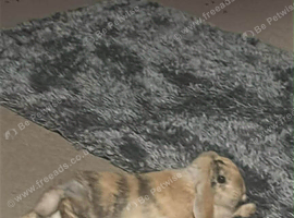 11 month old female