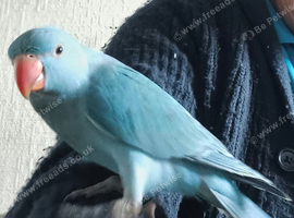 Beautiful Ringneck
