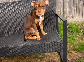 Gorgeous chocolate trio olde tyme bulldog