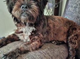 Shih tuz