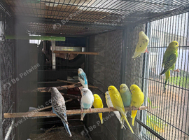 Baby budgies