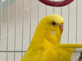 Yellow pair
