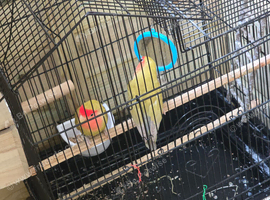 Lovebirds