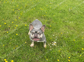 Adult French bulldog