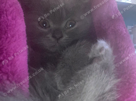 Kittens