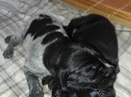 KC registered German Wirehaired Pointer puppies