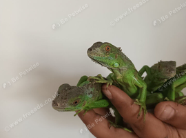 Green iguana
