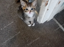 7 kittens