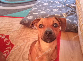 Jack Russell