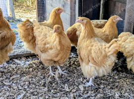 Buff orpingtons