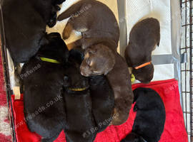 german shepherd puppies