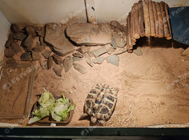 6 year old female tortoise