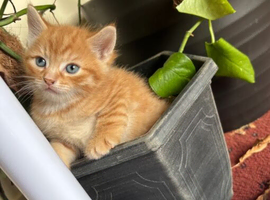 A beautiful rare breed of a cross between Maine Coon and Bengal