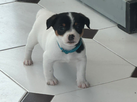 Traditional Mini Jack Russell pups