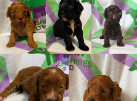 F1 small mini cockapoos various colours 30 dna health tested clear