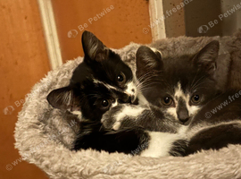 Two Kittens