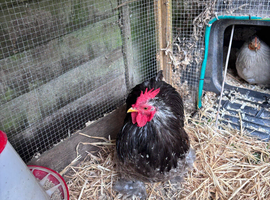 Pekin Bantam Rooster