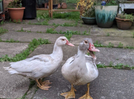 Breeding pair Lavender & white Muscovy (unrelated)