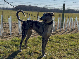 Lurcher collie x greyhound