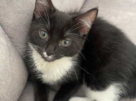Male kitten