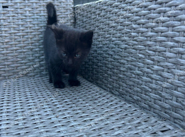 Kitten