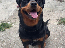 KC registered rottweiler for STUD