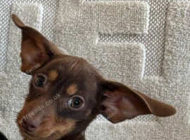 Little beauty's. Dashound puppies