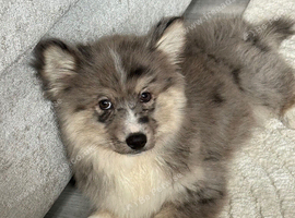 Adorable Pomsky Puppy Ready for His Forever Home 1 Left