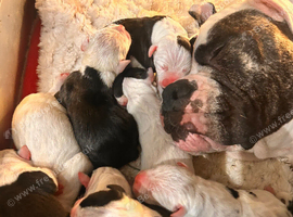 American Bulldog Puppies &ndash; 6 Boys & 3 Girls