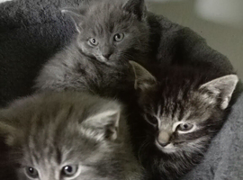 Beautiful Russian blue mix boy kittens