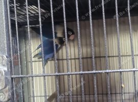 Love birds
